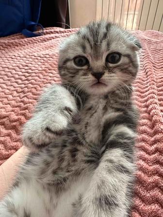 Продается котенок