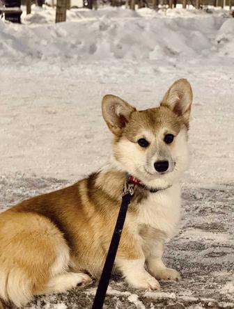 Выгул собак в Астане