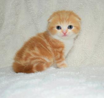 Шотландские котята скоттиш фолд