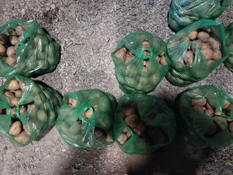 Картофель свежий, с бесплатной доставкой