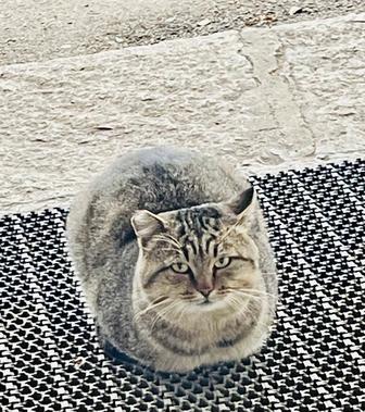 Котик-медвежонок в любящий дом