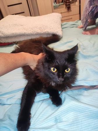 Отдам кота в хорошие руки