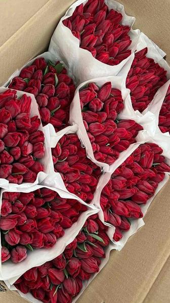 Тюльпаны оптом