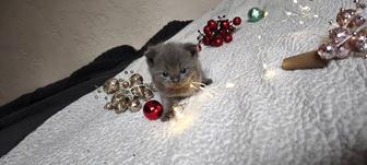 Бронь шотландских малышей