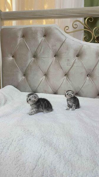 Пародистый котяти
