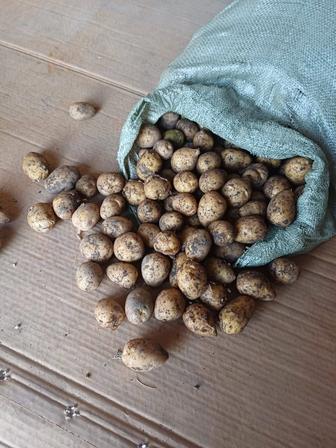 Продажа картошки