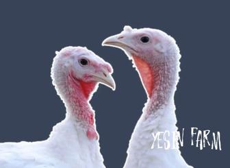 Белый широкогрудый инкубационные яйца индюков крупная птица