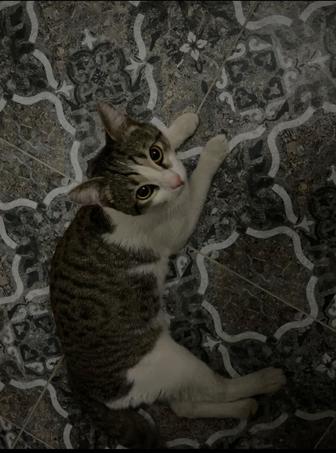 Кот бесплатно