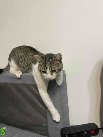 Кот бесплатно