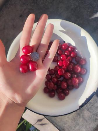 Вишня, черная и красная смородина
