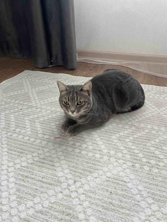 Котенок