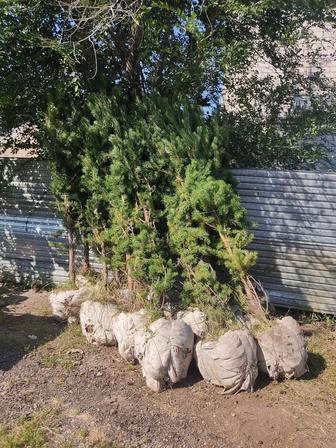 Продам сосны 2 х 3 х 4 х метровые
