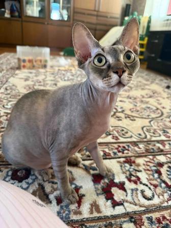 Отдам двух кошек в добрые руки