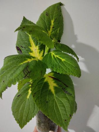 Продам цветы.