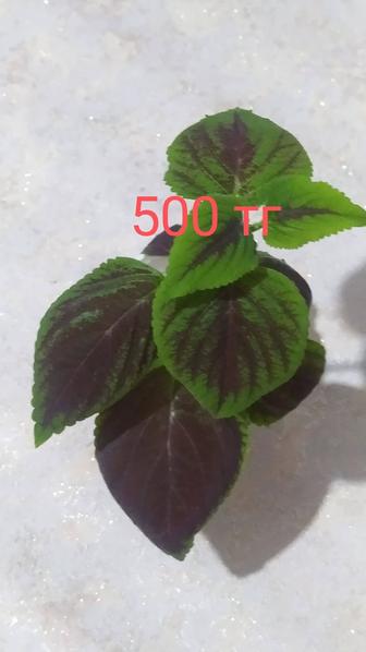 Продам цветы.