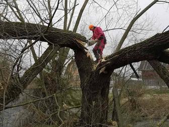 Пилим деревья