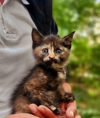 Отдам в ответственные руки кошку