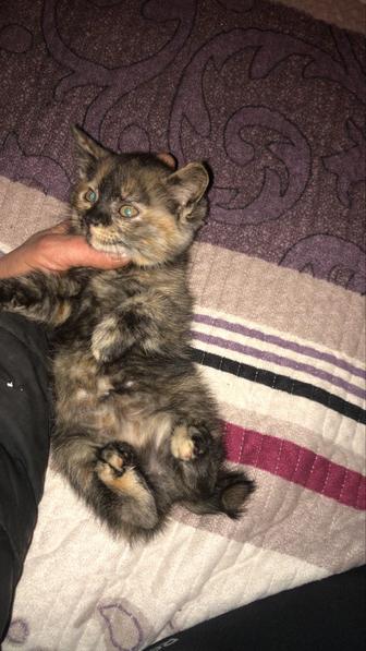 Отдам котенка