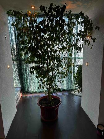 Продам живые растения