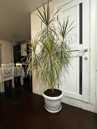 Продам живые растения