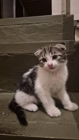 Отдам котенка