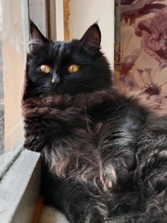 Котик в поисках дома