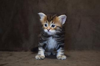 Сибирские котята из питомника Frosty Amulet.