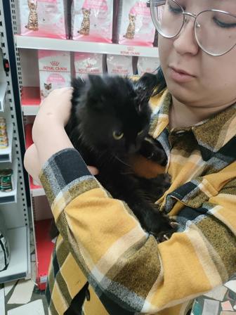 Найдена кошка