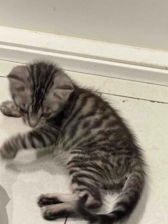 отдам в хорошие руки котенка