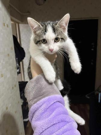 Отдам котенка в добрые руки