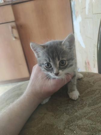 Отдам в добрые руки бесплатно котенка
