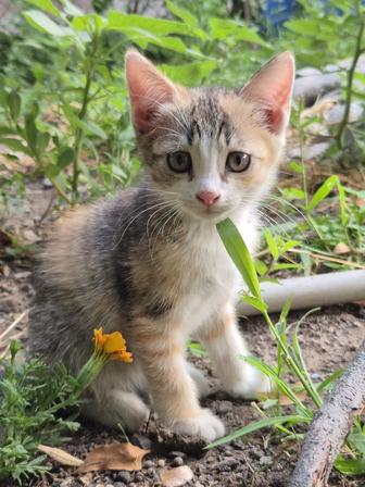 Отдам котят в добрые руки