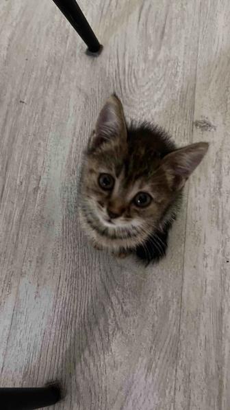 Отдам котят в добрые руки