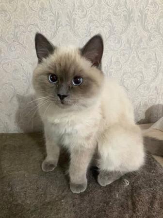 Отдам тайскую кошку