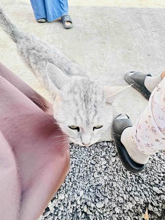 Кошку отдать