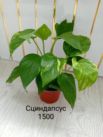 Комнатные растения