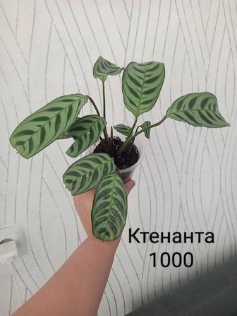 Комнатные растения
