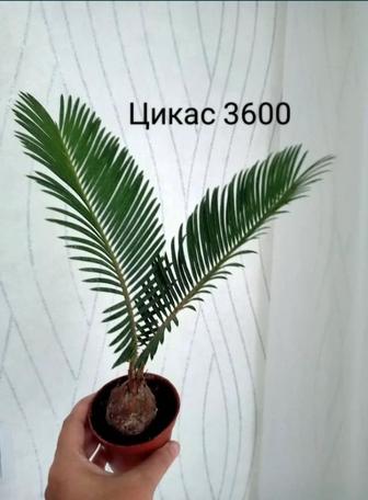 Комнатные растения