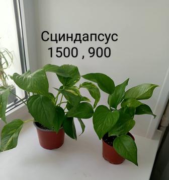 Комнатные растения