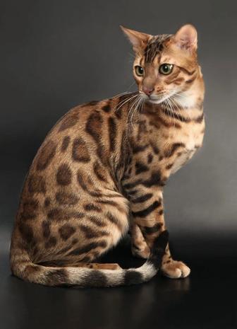 Бенгальская кошка в разведение