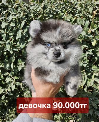 Помнранский шпиц