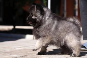 Чудесные малыши эксклюзив ВольфШпица