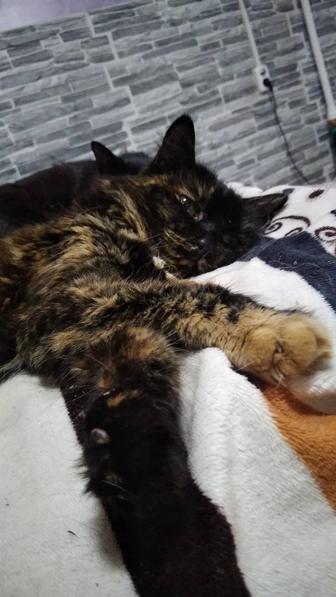 Пушистая красотка в поисках дома!!