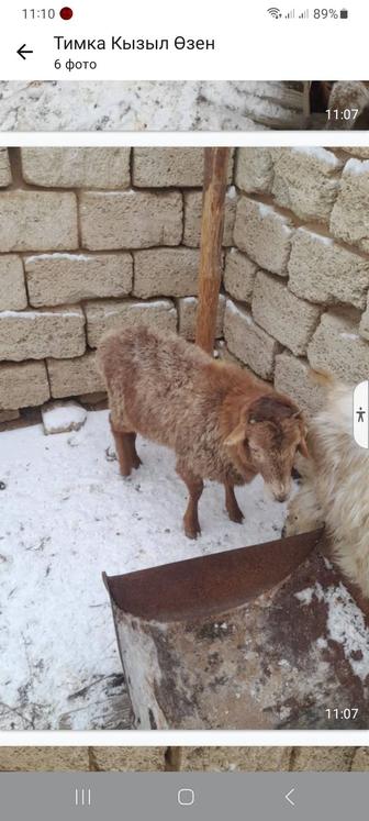 Продам Тоқты и Ешкі.