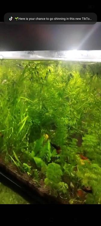 Продам аквариумных рыбок анциструсов