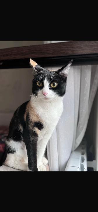 Отдам кота