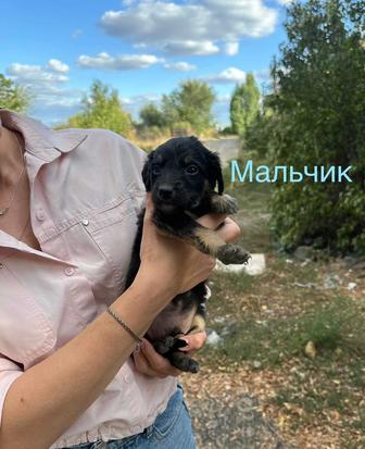 Щенки
