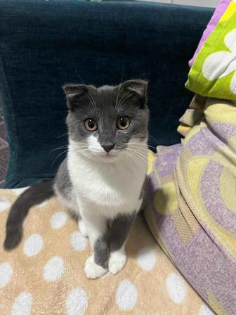 Кошка вислоухая