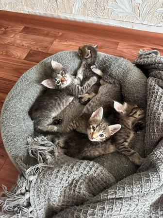 отдам котят
