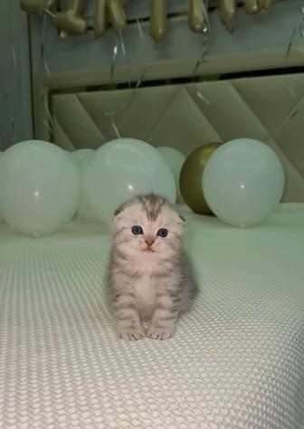 Шотландский вислоухие котята
